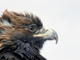 Female Golden Eagle  Golden Eagle Festival  Mongolia