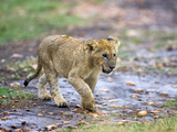 Lion Cub Walking in the Bush  Maasai Mara  Kenya