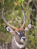 Male Water Buck  Maasai Mara  Kenya