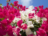 Bougainvillea  Cayman Brac  Cayman Islands  Caribbean