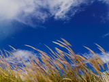 Rice Against Blue Sky in Metshina Village  Wangdi  Bhutan