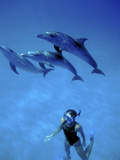Atlantic Spotted Dolphins  Bimini  Bahamas