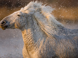 Two White Camargue Horses Running in Marsh  Provence  France
