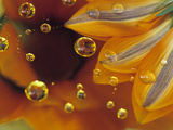 Petals on Mylar Surface with Dew Drops