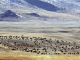 Sheep and Goats in the Valley of the Yellow Lake  Golden Eagle Festival  Mongolia