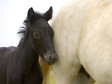 Detail of White Camargue Mother Horse and Black Colt  Provence Region  France