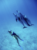Atlantic Spotted Dolphins  Bimini  Bahamas