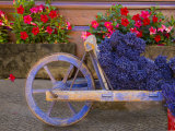 Old Wooden Cart with Fresh-Cut Lavender  Sault  Provence  France