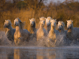White Camargue Horse Running in Water  Provence  France