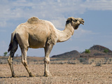 Camel Near Stuart Highway  Outback  Northern Territory  Australia