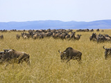 Wildebeest in the Maasai Mara  Kenya