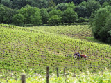 Vineyard Tractor in Vines at Chateau Soucherie of Pierre-Yves Tijou  Maine Et Loire  France