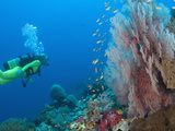Scuba Diving Near Gorgonian Sea Fan and Schooling Anthias Fish  Raja Ampat Region of Papua