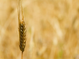 Closeup of Barley  East Himalayas  Tibet  China