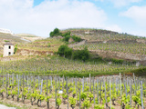 Le Pavillon Vineyard with Domaine M Chapoutier  Tain L'Hermitage  Drome  France