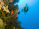 Scuba Diver Swimming into Cave of Tubastrae Coral Formation and Soldierfish  Banda Sea  Indonesia
