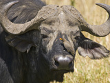 Cape Buffalo with a Yellow-Billed Oxpecker  Kenya