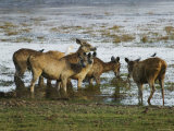 Wild Boar  Ranthambore National Park  Rajasthan  India