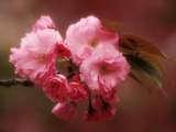 Close-up of Cherry Blossoms at Osaka Cherry Blossom Festival  Osaka  Japan