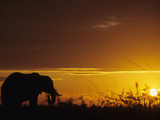 Elephant Grazing at Sunset  Tarangire National Park  Tanzania