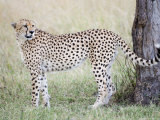 Adult Male Cheetah by Tree  Masai Mara  Kenya