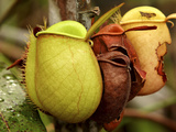 Pitcher Plant  Sarawak  Borneo  Malaysia