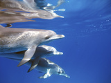 Atlantic Spotted Dolphins  Bimini  Bahamas