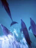 Atlantic Spotted Dolphins  Bimini  Bahamas
