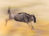 Abstract of Wildebeest Jumping  Masai Mara  Kenya