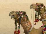 Decorated Camel in the Thar Desert  Jaisalmer  Rajasthan  India