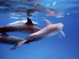 Atlantic Spotted Dolphins  Bimini  Bahamas