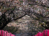 Pink Lanterns on Canopy of Cherry Trees in Bloom  Kamakura  Japan