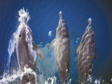 Atlantic Spotted Dolphins  Bimini  Bahamas