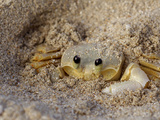 Emerald Beach Sand Crab  Lindergh Bay  St Thomas  Us Virgin Islands  Caribbean