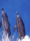Atlantic Spotted Dolphins  Bimini  Bahamas