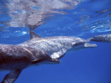 Atlantic Spotted Dolphins  Bimini  Bahamas