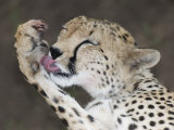 Detail of Adult Cheetah Licking Blood off Paw  Masai Mara  Kenya