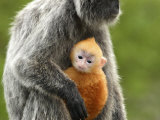 Silver Leaf Monkey and Offspring  Bako National Park  Borneo  Malaysia