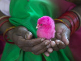 Woman and Chick Painted with Holy Color  Orissa  India