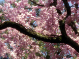 Cherry Blossom Tree in Bloom  Tokyo  Japan