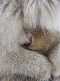 Snow Monkey Baby Peeking out from Mother's Arms  Jigokudani  Japan