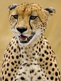 Cheetah in the Brush  Maasai Mara  Kenya