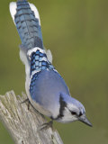 Close-up of Blue Jay on Dead Tree Limb  Rondeau Provincial Park  Ontario  Canada