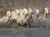 White Camargue Horses Running in Muddy Water  Provence  France