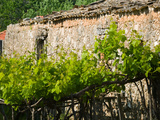 Vineyard Detail  Assos  Kefalonia  Ionian Islands  Greece