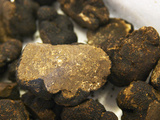 Truffles at La Truffe De Ventoux Truffle Farm  Vaucluse  Rhone  Provence  France
