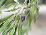 Branch of Olive Tree and Olives  Prieure De St-Jean De Bebian  Coteaux Du Languedoc