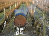 Wheel Barrow Between Rows of Vines  Vouvray  Le Haut Lieu  Domaine Huet  Indre Et Loire  France