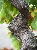 Branch of Old Vine with Gnarled Bark  Collioure  Languedoc-Roussillon  France