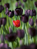 Tulips in Keukenhof Gardens  Amsterdam  Netherlands